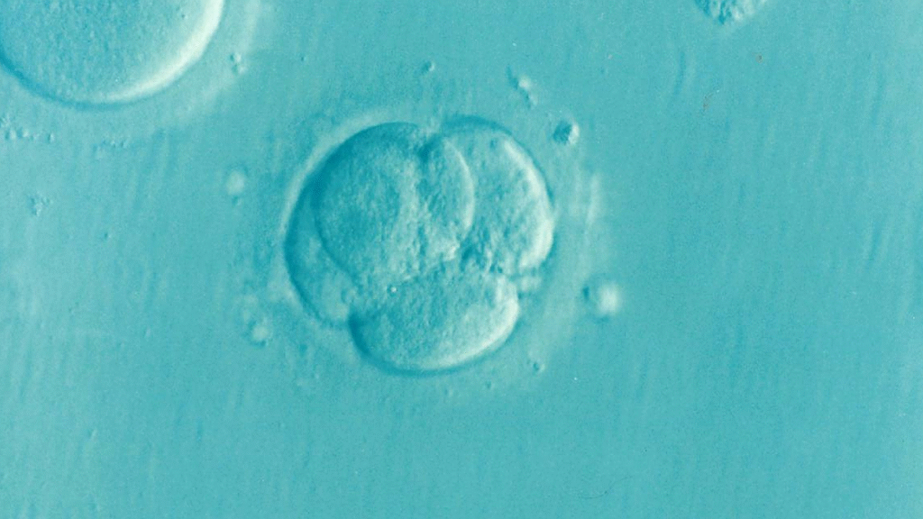 embryo, ivf, microfertilization, infertility, fertility, embryo, embryo, embryo, embryo, embryo, ivf, ivf, ivf, ivf, infertility