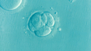 embryo, ivf, microfertilization, infertility, fertility, embryo, embryo, embryo, embryo, embryo, ivf, ivf, ivf, ivf, infertility